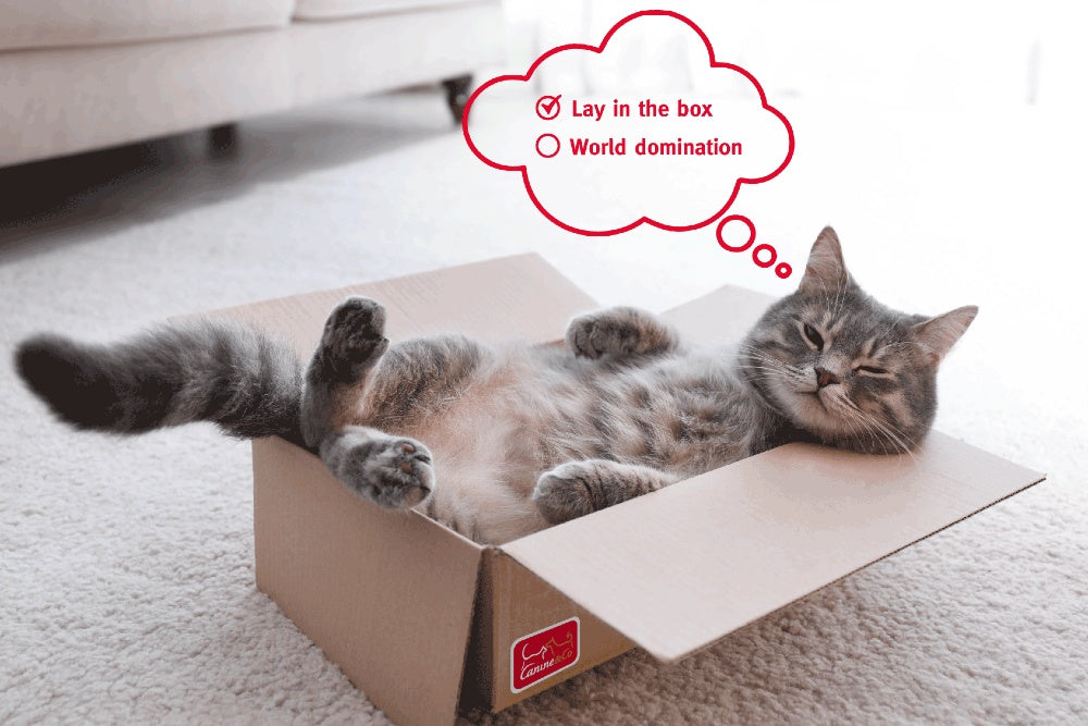 Cat Senses - How Felines Perceive the World...