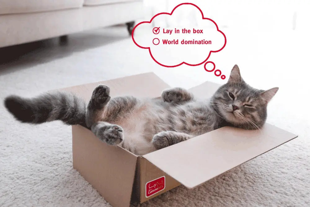 Cat-Senses-How-Felines-Perceive-the-World... Canine & Co
