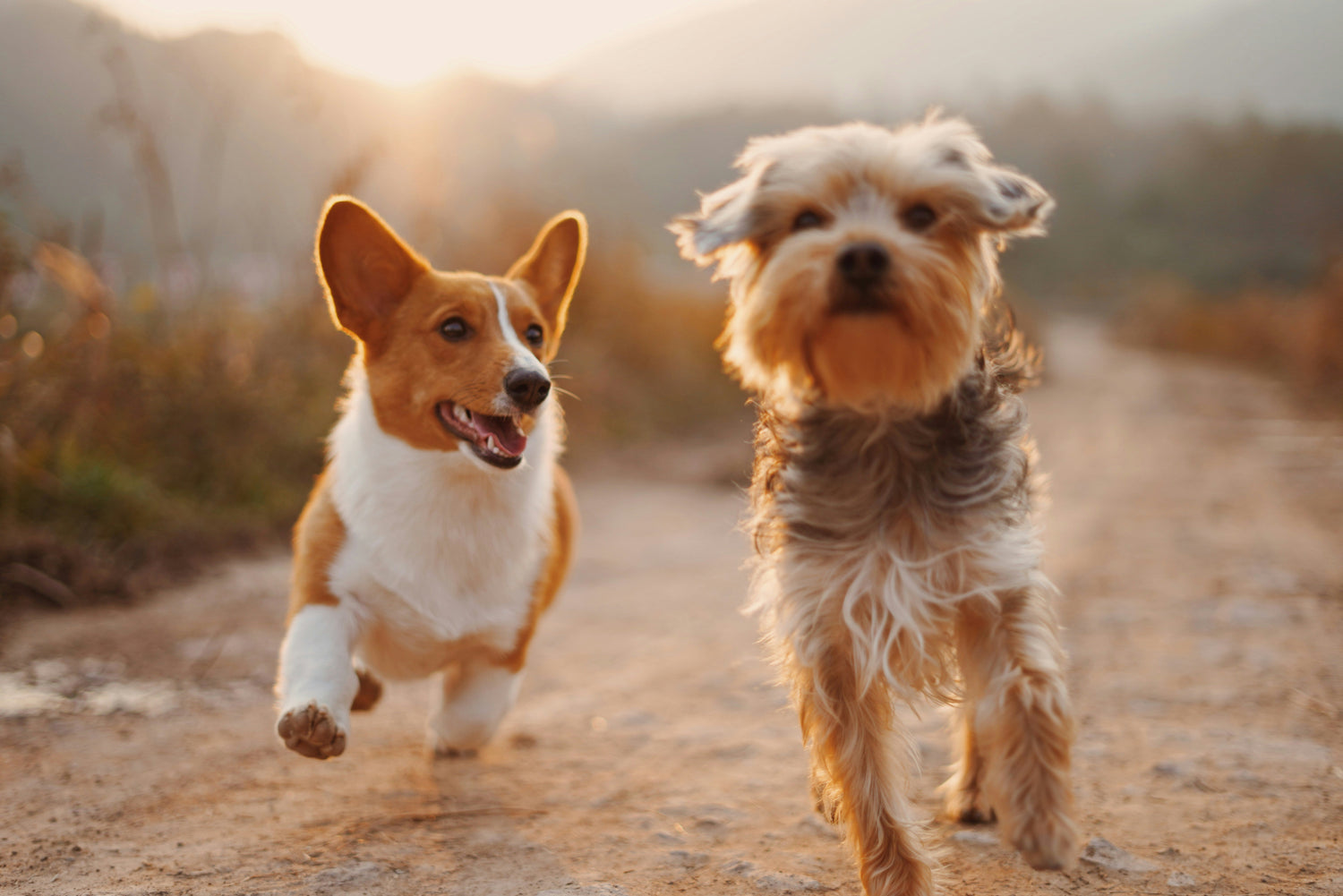 Life Stages of Your Dog: What Nutrition They Need from Puppy to Senior