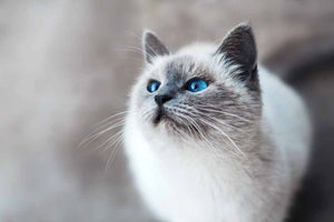 Kitty Litter Boxes 101 - What Do You Need To Know?