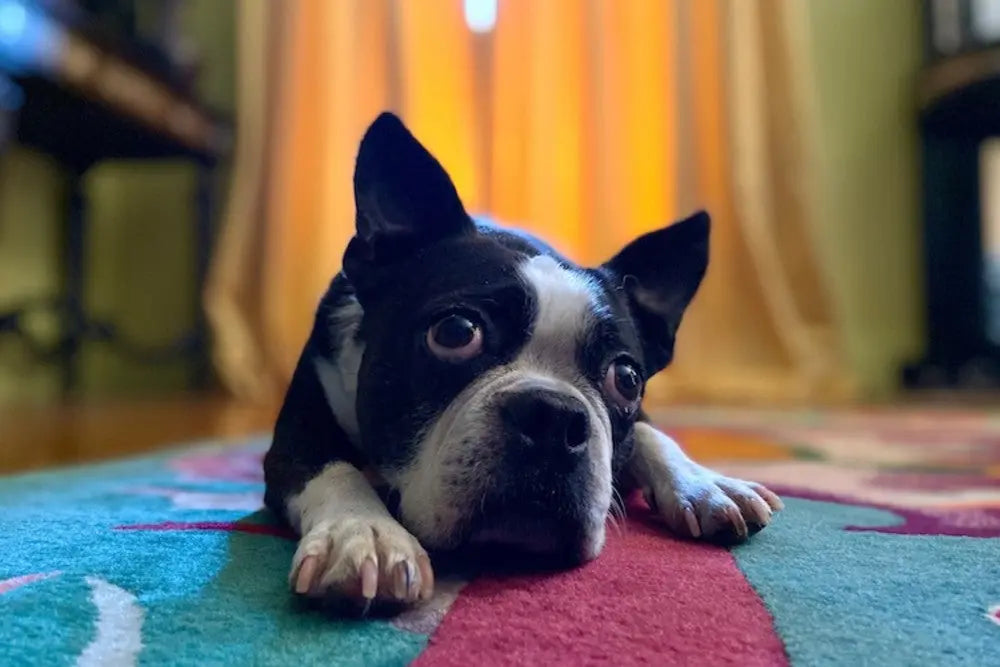 Is-your-dog-jealous-of-your-phone-To-which-do-you-give-more-attention Canine & Co