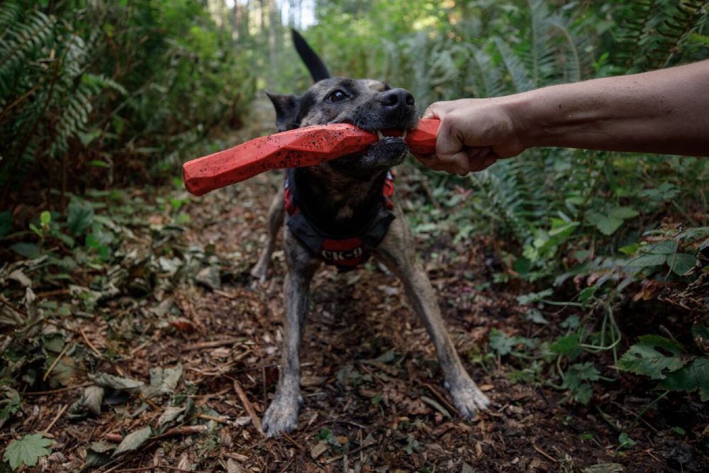 Choosing The Right Dog Toy