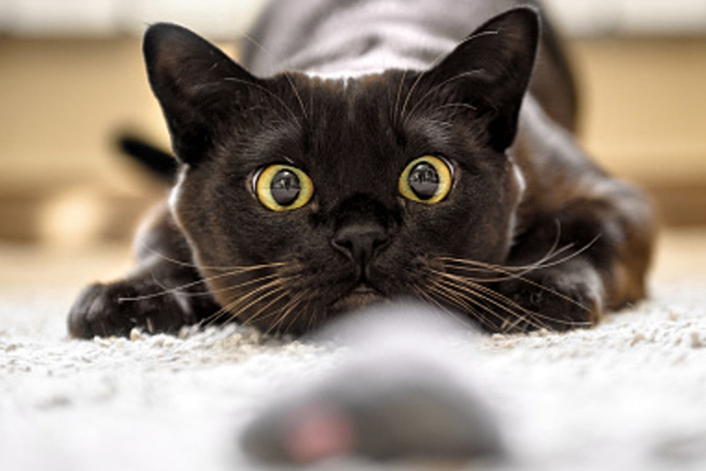 Understanding Your Cat's Body Language