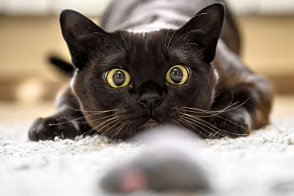 Understanding-Your-Cat-s-Body-Language Canine & Co