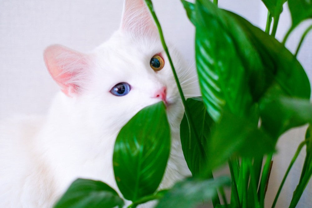 Houseplants That Are Toxic To Cats