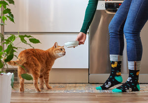 A Guide to Choosing the Right Dry Cat Food