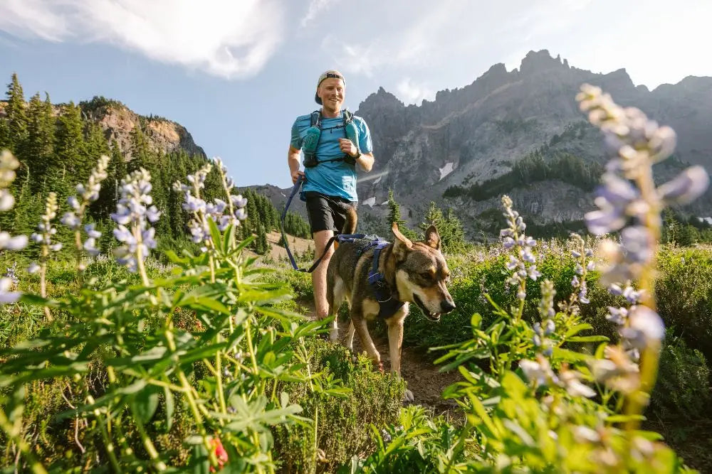 Pointers-for-Choosing-the-Best-Harness-and-Lead-for-your-Dog Canine & Co