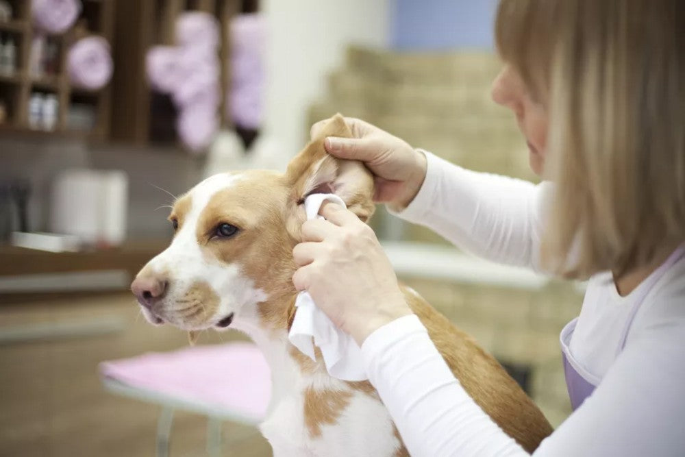 How To Clean Your Dog's Ears