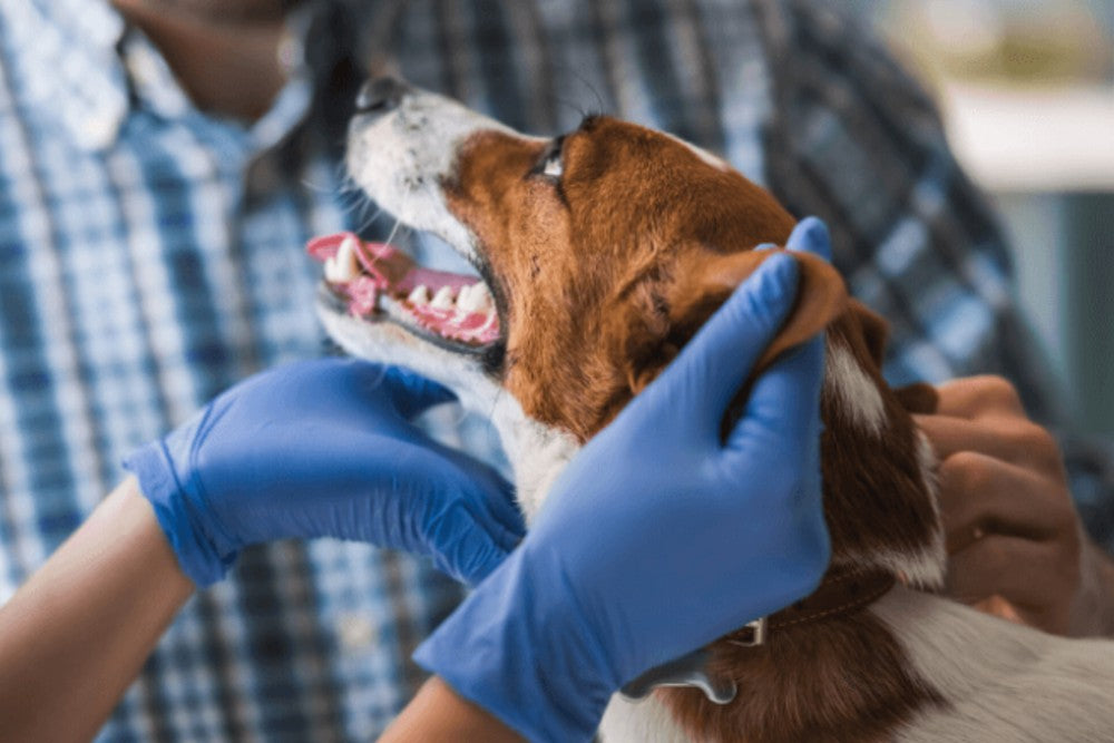 COVID-19 and your pets: What you need to know