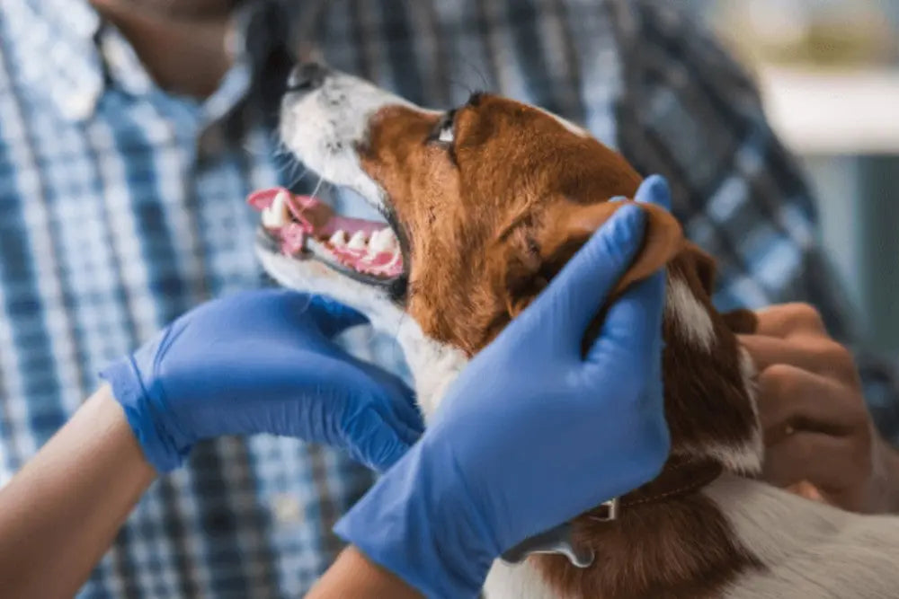 COVID-19-and-your-pets-What-you-need-to-know Canine & Co