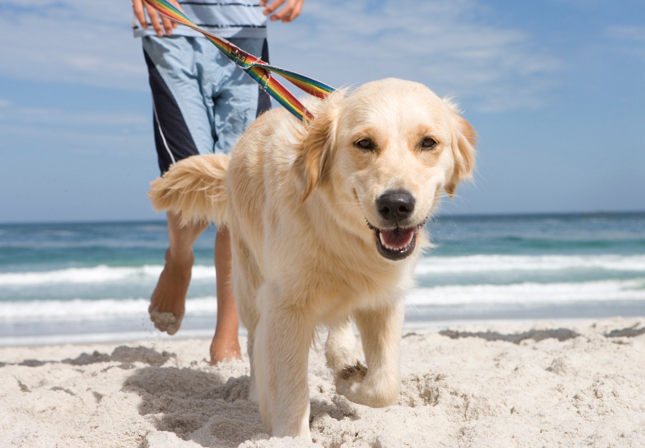 What You Need in Your Dog’s Beach Bag: Essential Items for a Fun Day at the Shore