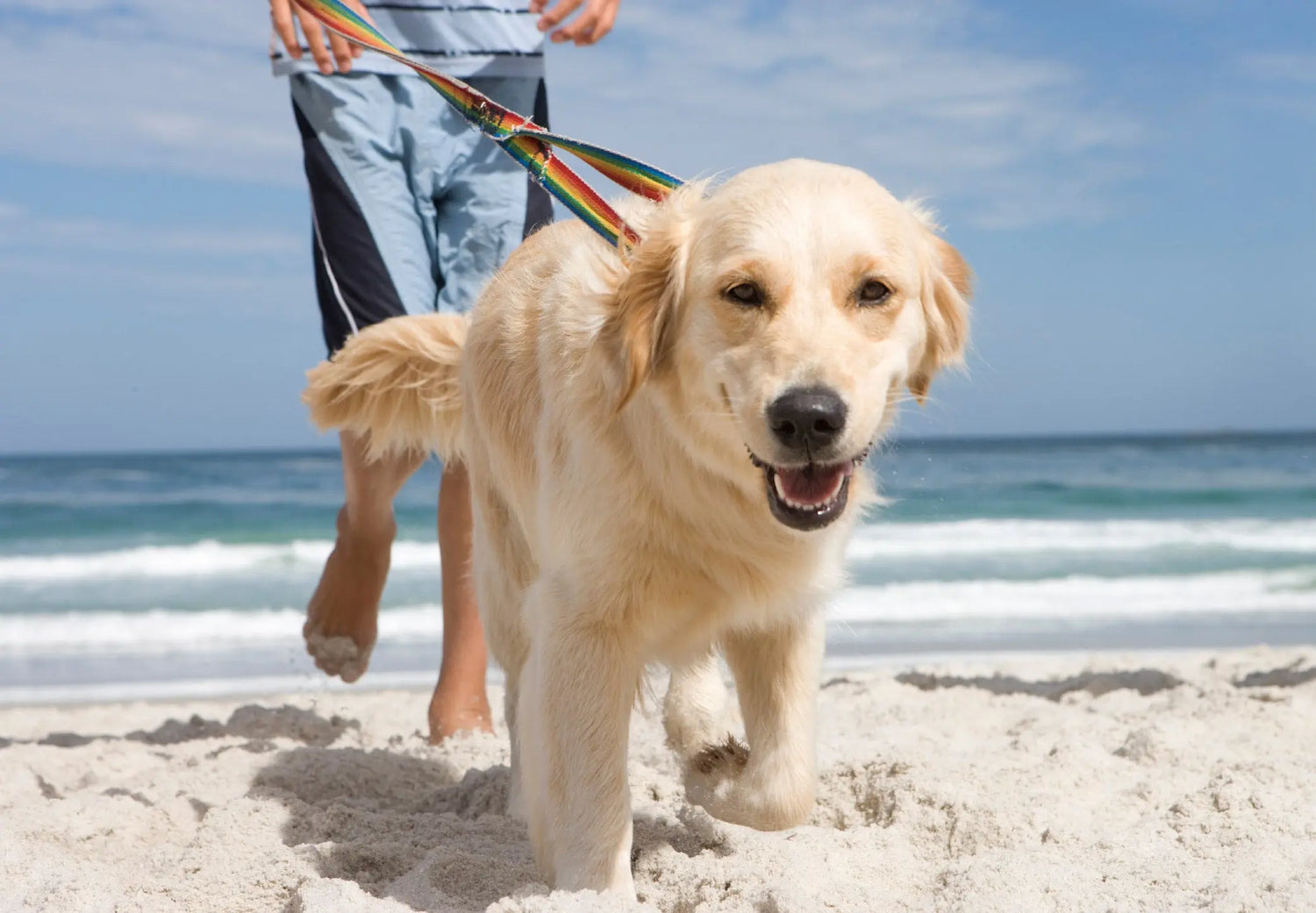 What-You-Need-in-Your-Dog-s-Beach-Bag-Essential-Items-for-a-Fun-Day-at-the-Shore Canine & Co