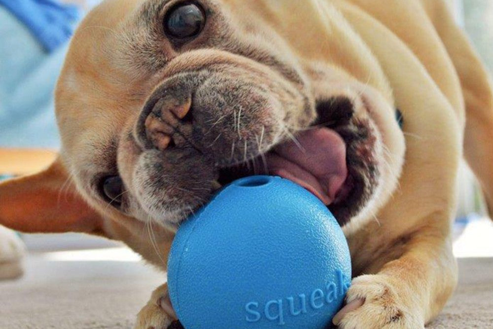 Lockdown boredom & keeping your dogs entertained