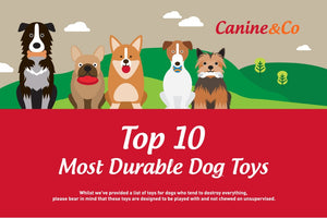 Top 10 Most Durable Dog Toys
