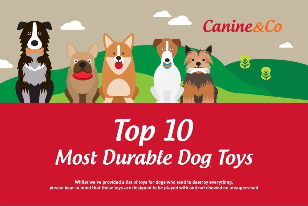 Top-10-Most-Durable-Dog-Toys Canine & Co