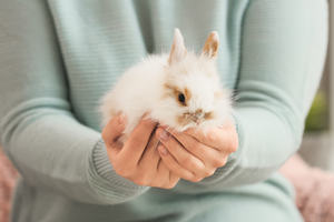Caring For Your Rabbit: Tips for Happy and Healthy Bunnies