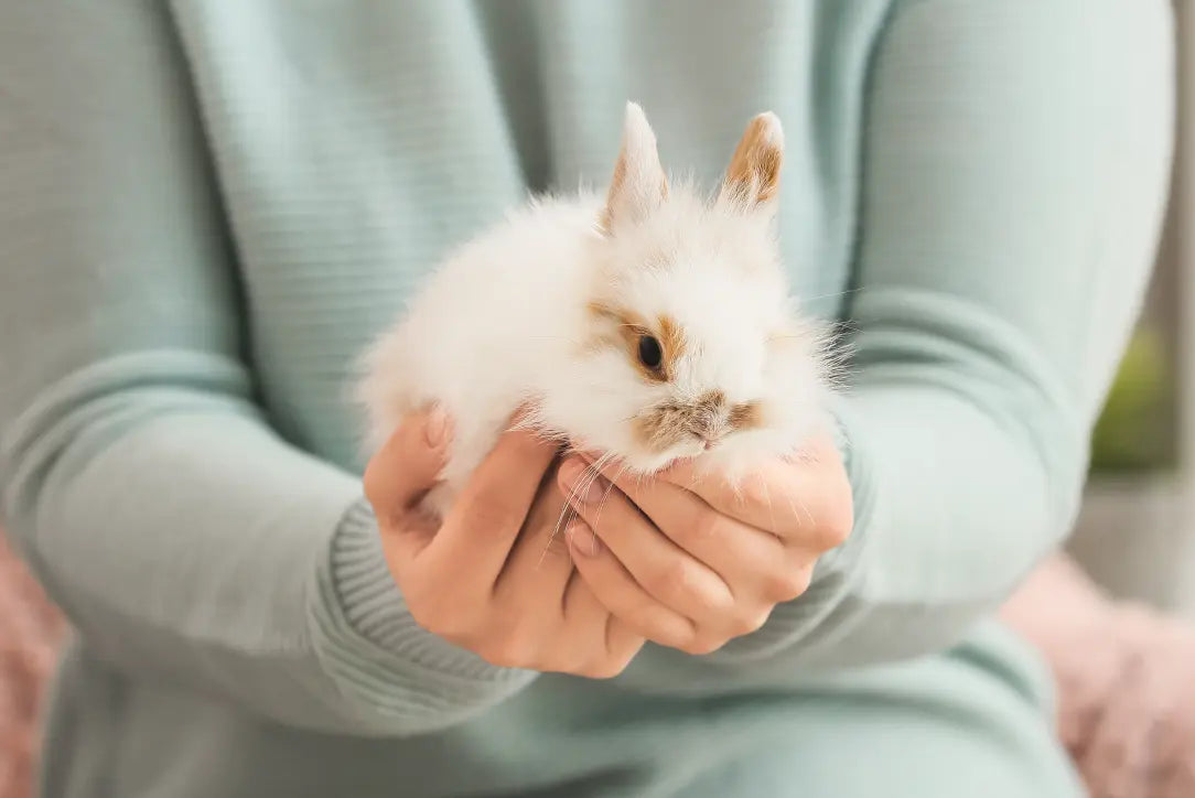 Caring For Your Rabbit: Tips for Happy and Healthy Bunnies - Canine ...