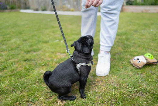 Black dog sitting down