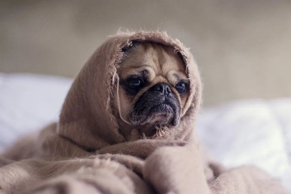 Keep-Your-Pets-Safe-During-Fireworks-Season Canine & Co