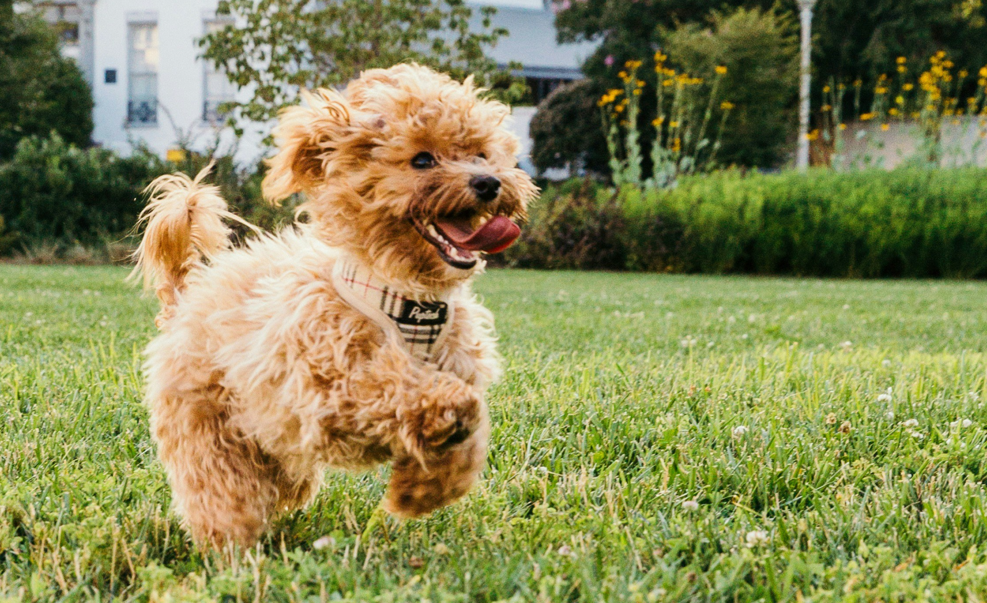 Curious About How Probiotics and Prebiotics Can Benefit Your Dog's Health?