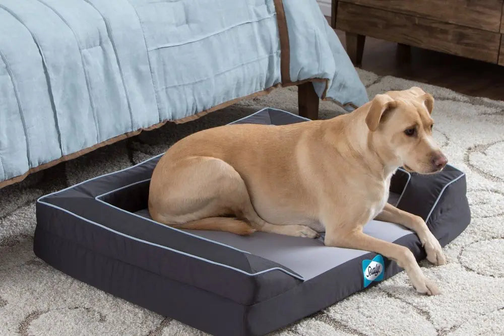 Improving-Your-Pets-Joint-Health-Mobility-Through-Holistic-Care Canine & Co