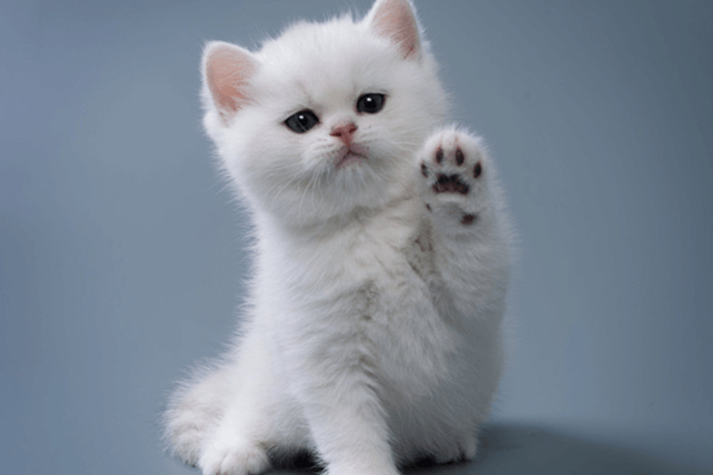Feeding Your New Kitten