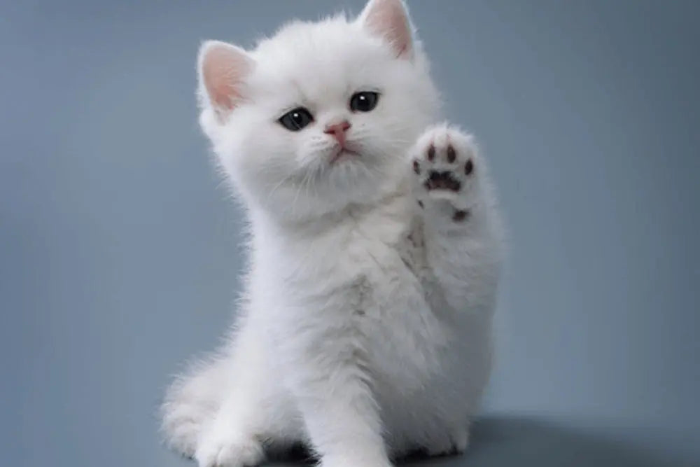 Feeding-Your-New-Kitten Canine & Co