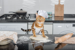 The Zen of Kneading: Decoding Your Cat's Biscuit-Making Behaviour