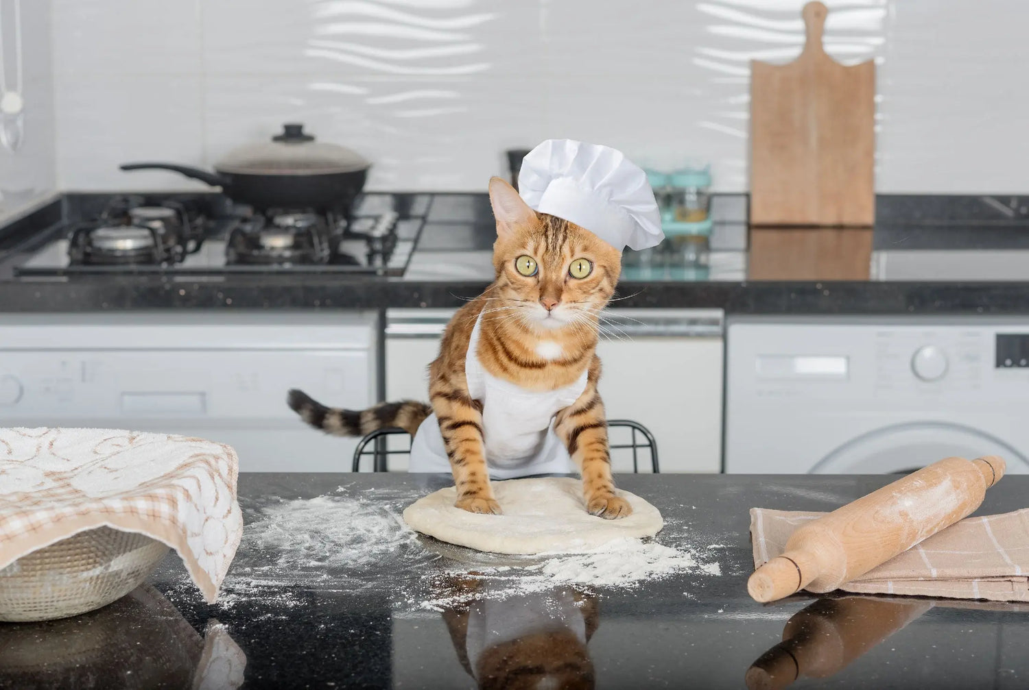 The-Zen-of-Kneading-Decoding-Your-Cat-s-Biscuit-Making-Behaviour Canine & Co