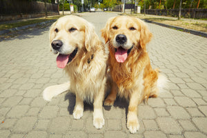 How to Tell if the Pavement is Too Hot for Your Dog's Paws—and How to Protect Them