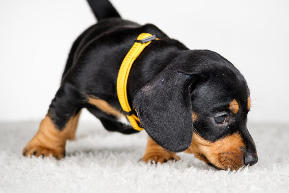 Puppies Don't Come With A Set Of Instructions