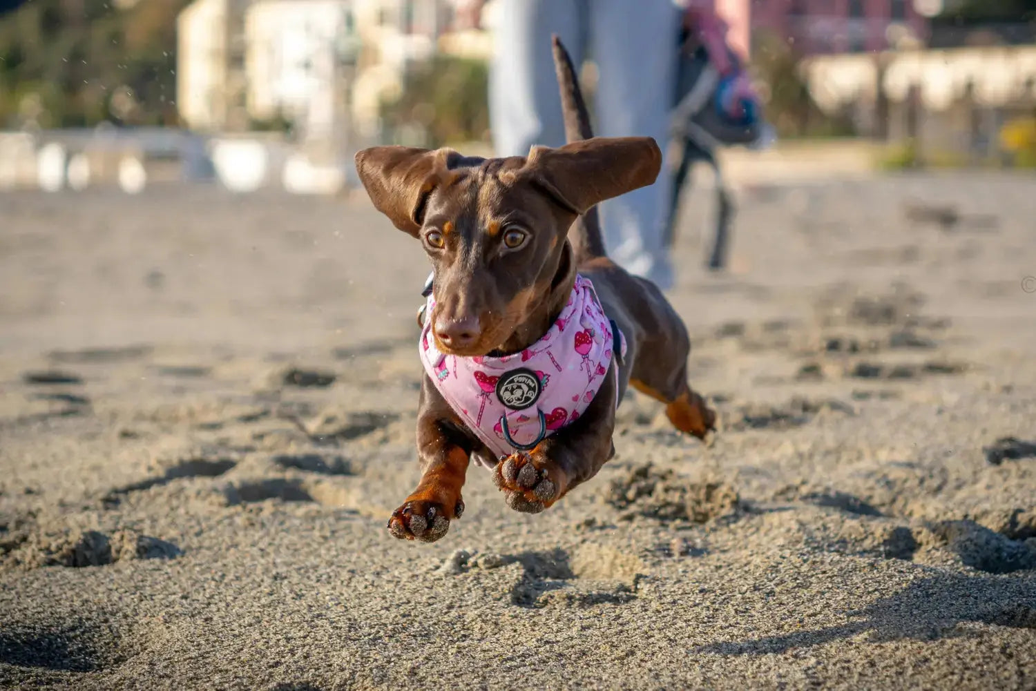 Royal-Canin-Dachshund-Complete-Nutritional-Guide-and-Benefits Canine & Co