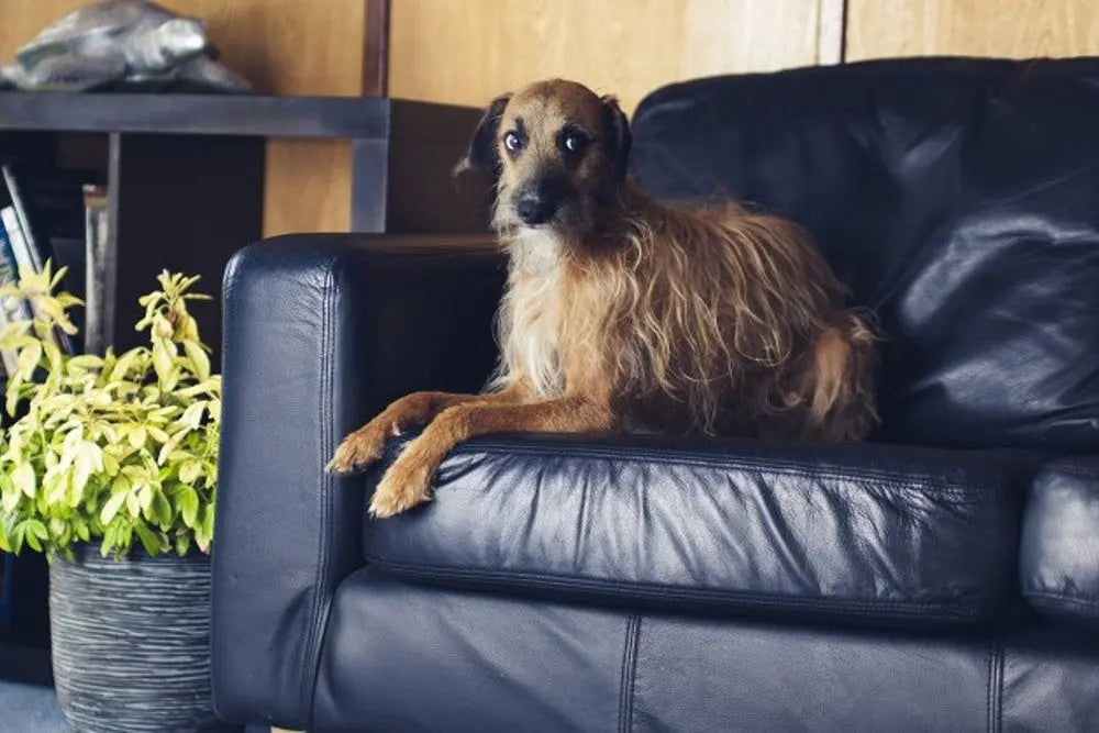 Tips-To-Help-With-Separation-Anxiety-In-Dogs Canine & Co