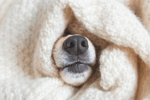 How to keep your dog warm and safe this winter