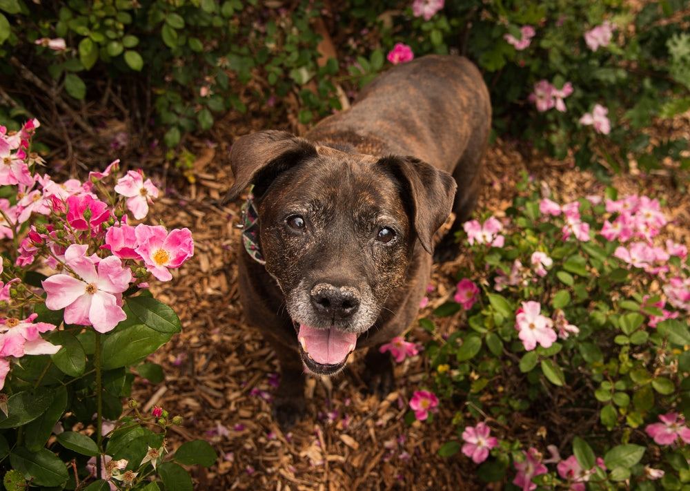 Caring for Senior Dogs: Nutrition, Joints and Happiness