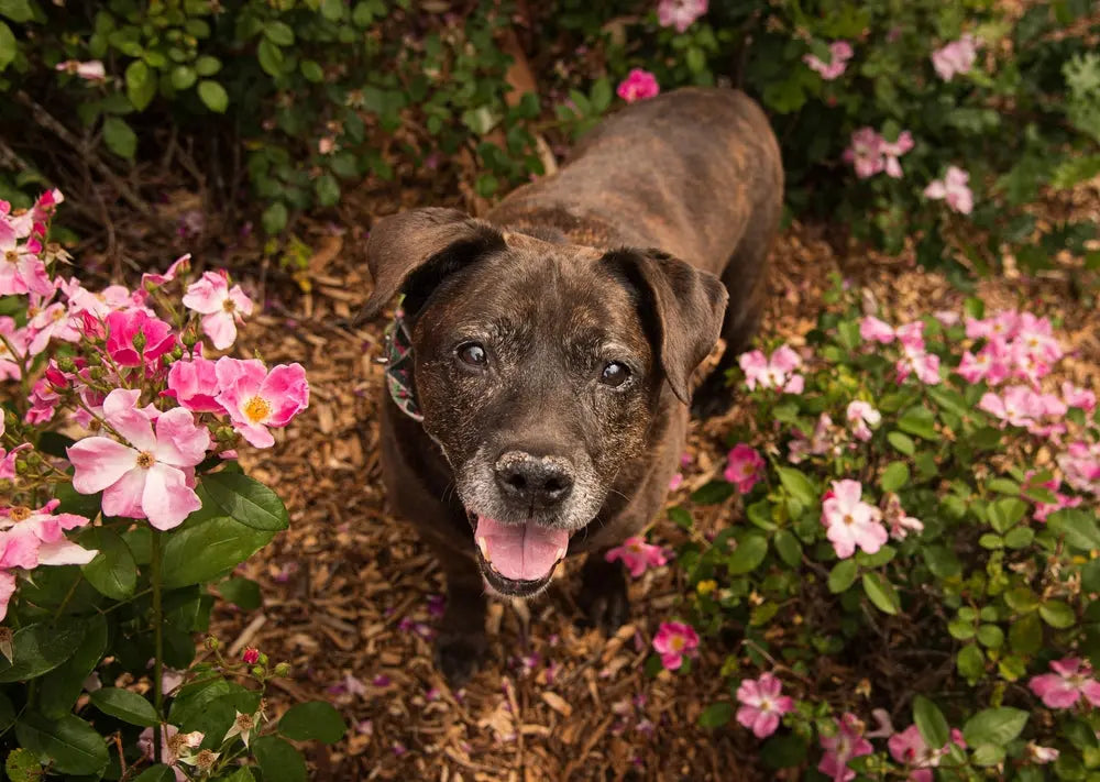 Caring-for-Senior-Dogs-Nutrition-Joints-and-Happiness Canine & Co