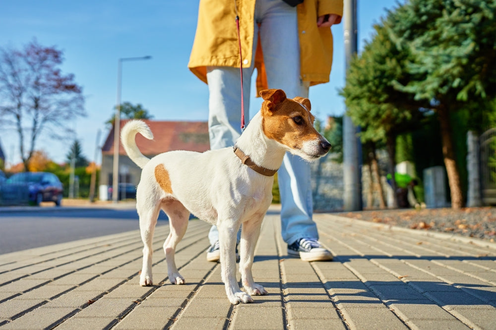 How to Tell if the Pavement is Too Hot for Your Dog's Paws - and How to Protect Them
