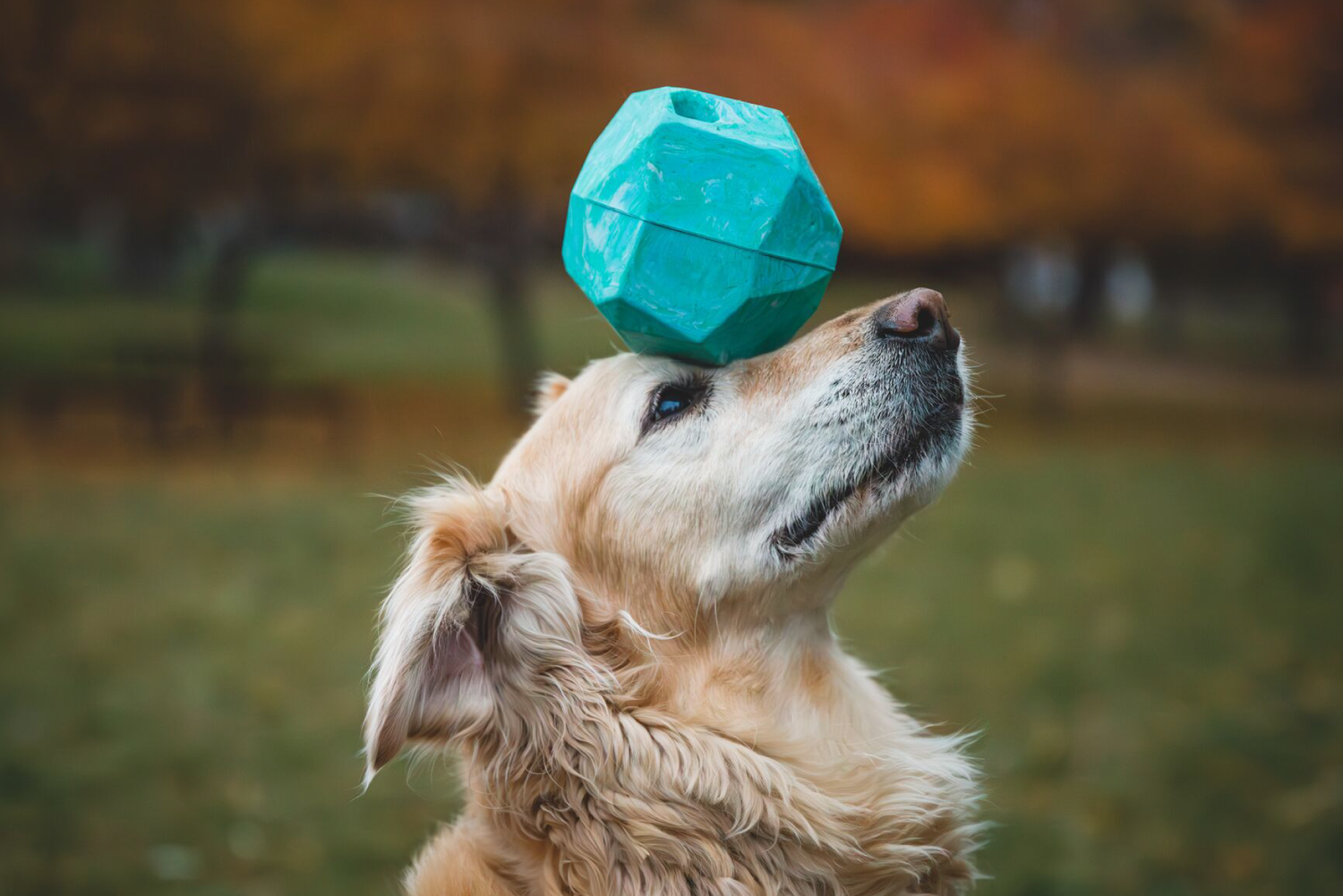 What Type of Toy Matches Your Dog’s Personality?