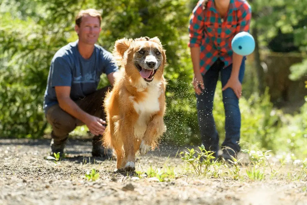Deterring-The-Bad-Habit-of-Chewing Canine & Co