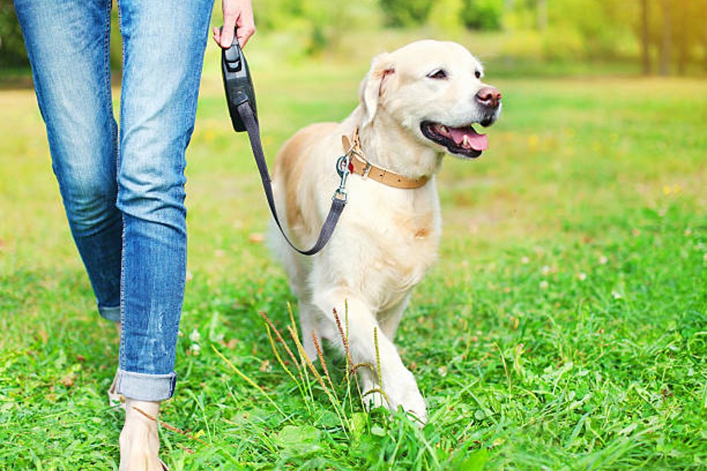 How To Teach Your Dog To Walk On A Lead