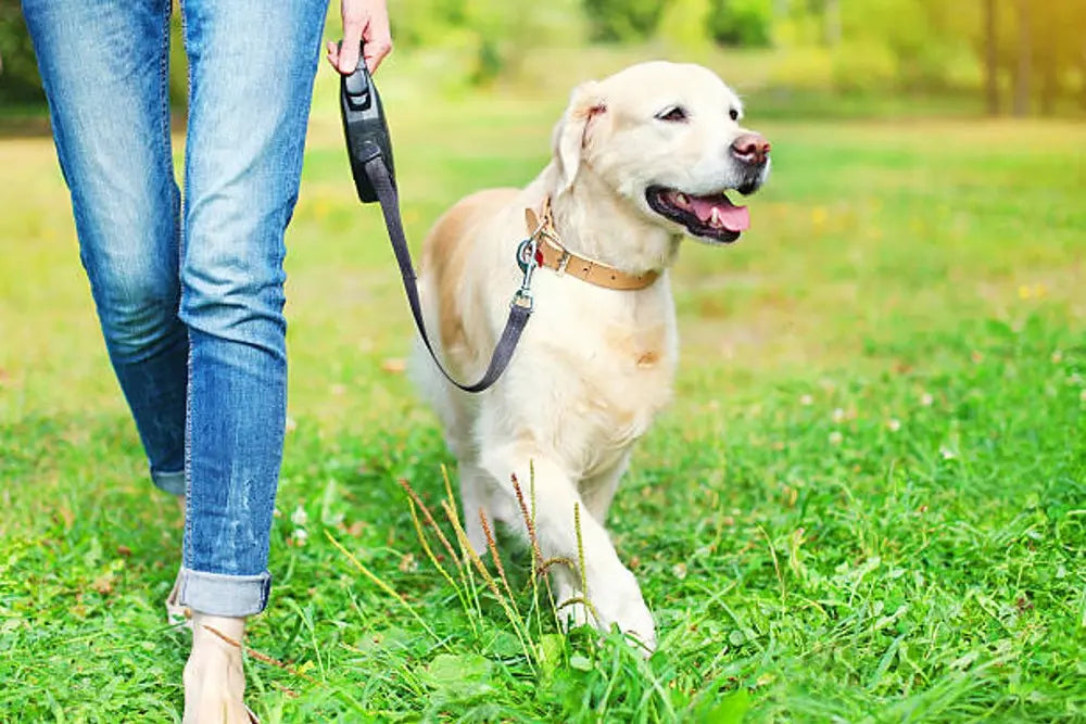 How-To-Teach-Your-Dog-To-Walk-On-A-Lead Canine & Co