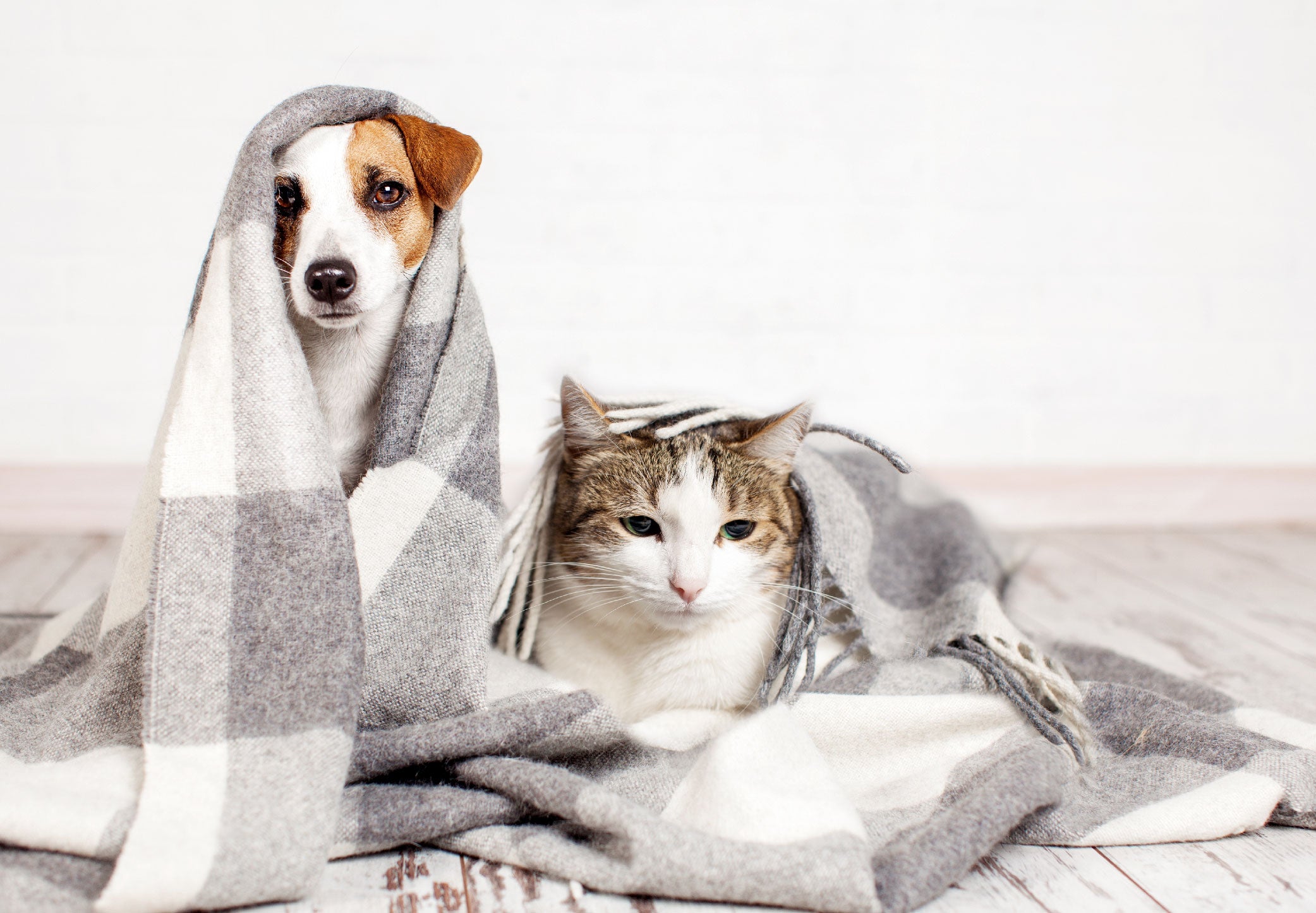 Waterless Winter Bath Alternatives for Your Furry Friend