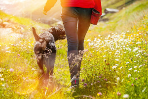 5 Ways To Level Up Your Dog Walks