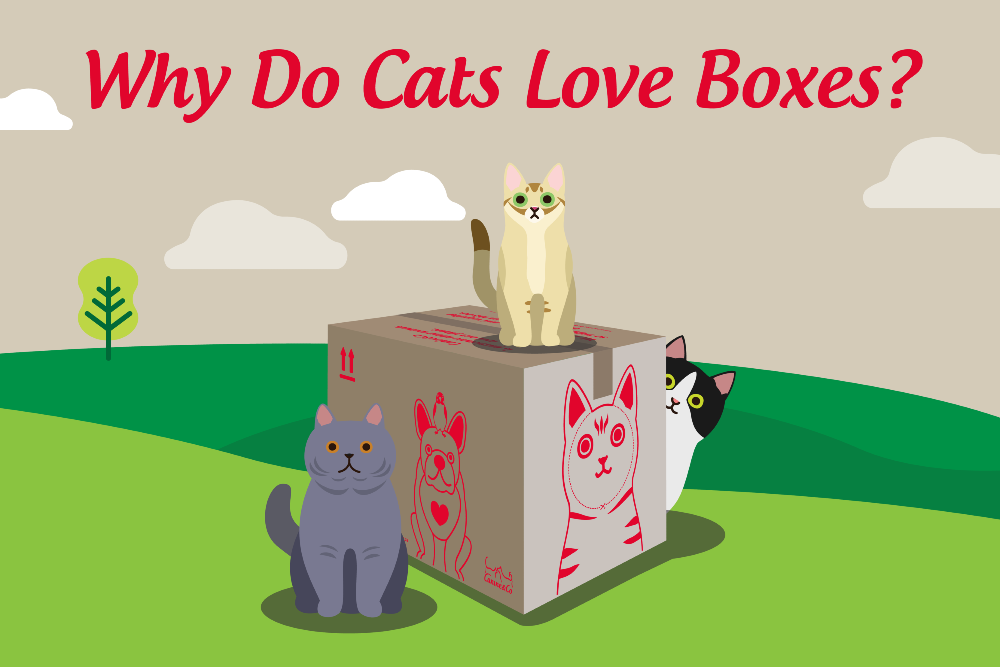 Why Do Cats Love Boxes?