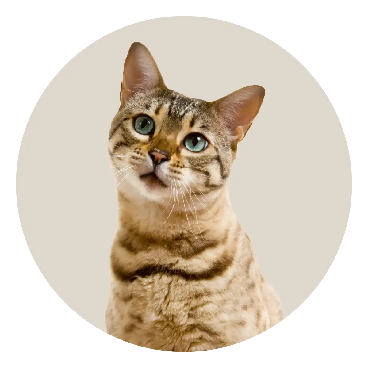  Cat Supplies Canine & Co