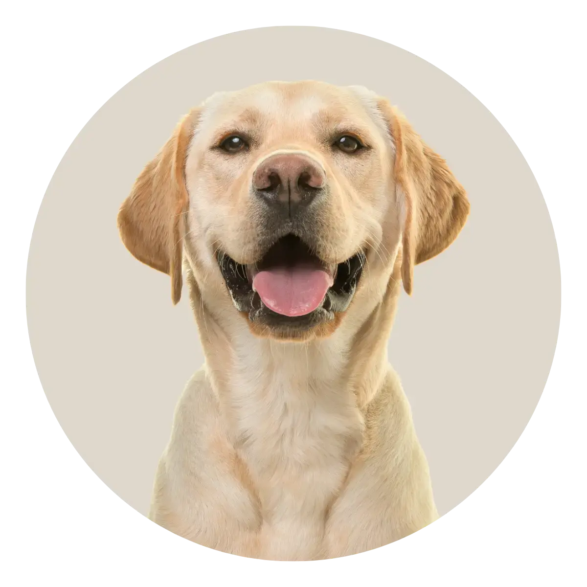  Dog Supplies Canine & Co