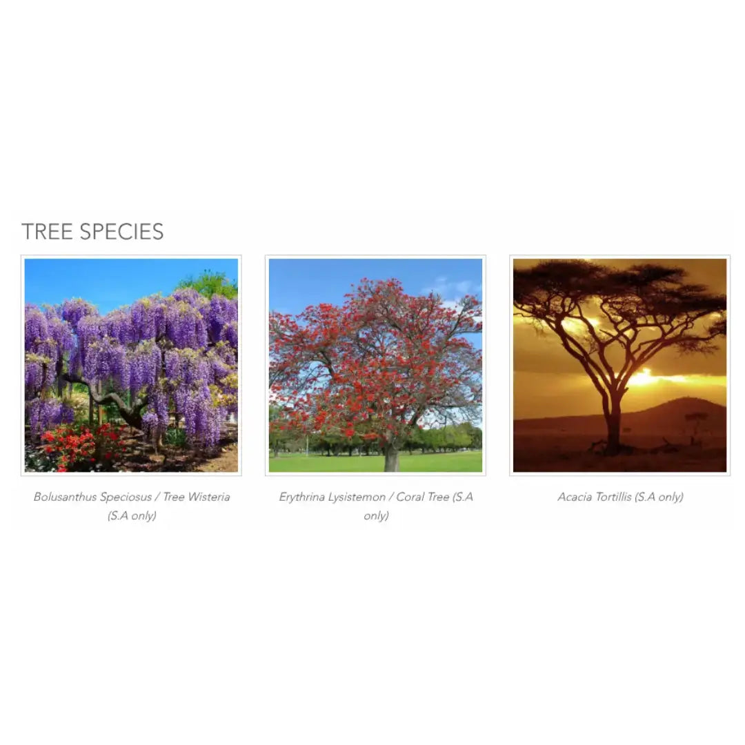 Biotree Urn for People   | Canine & Co