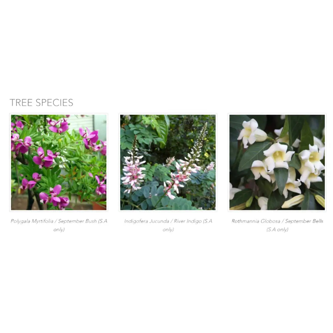 Biotree Urn for Pets
