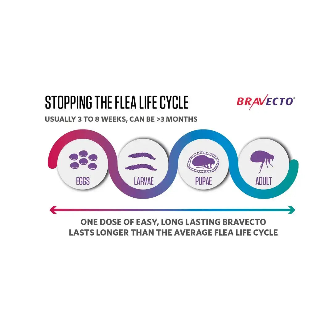 Bravecto Plus Spot-On for Cats   | Canine & Co