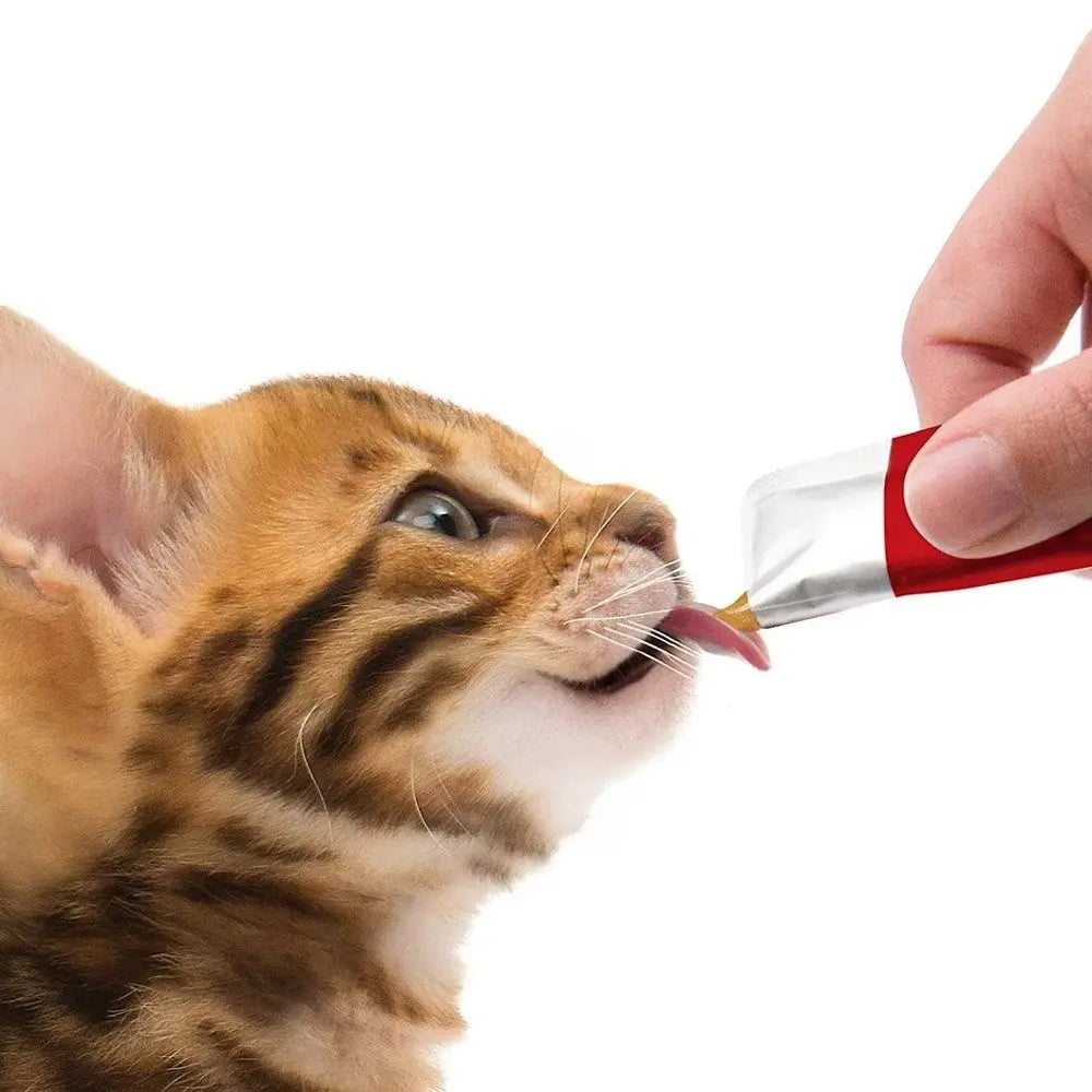 Bengal kitten happily receiving a treat from a hand-held dispenser.